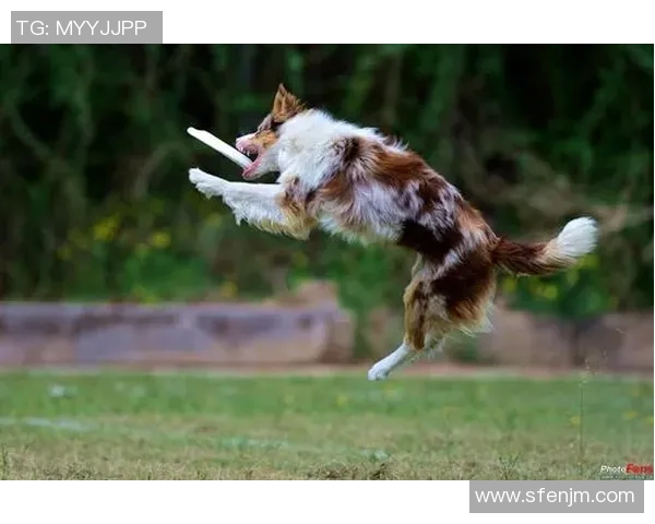 专业解读：北京飞盘队的反击打法